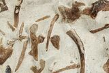 Plate Of Mosasaur (Tethysaurus?) Bones - Asfla, Morocco #241149-1